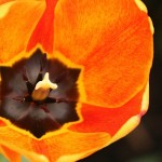 Orange Tulip 2011 003
